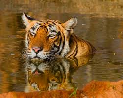 Sariska National Park