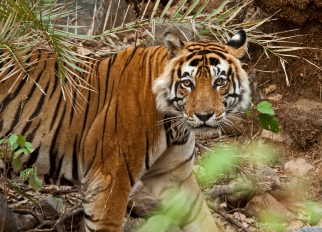 Sariska-National-park-tiger-reserve