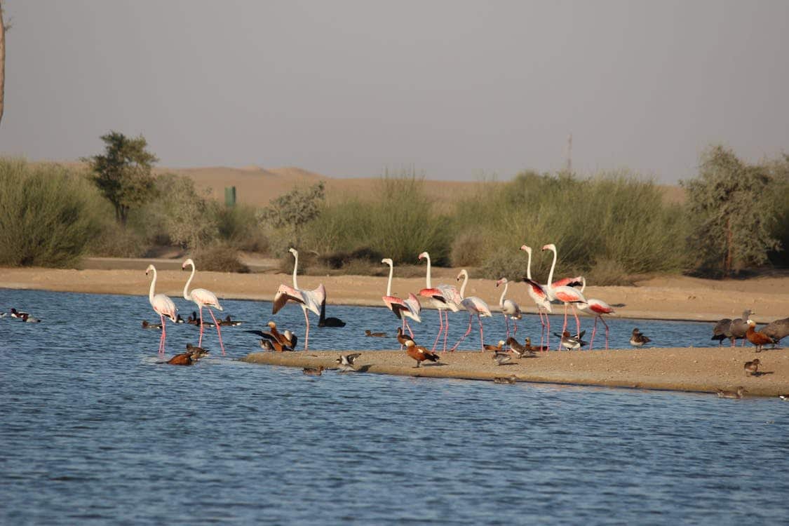 kolayat lake bikaner