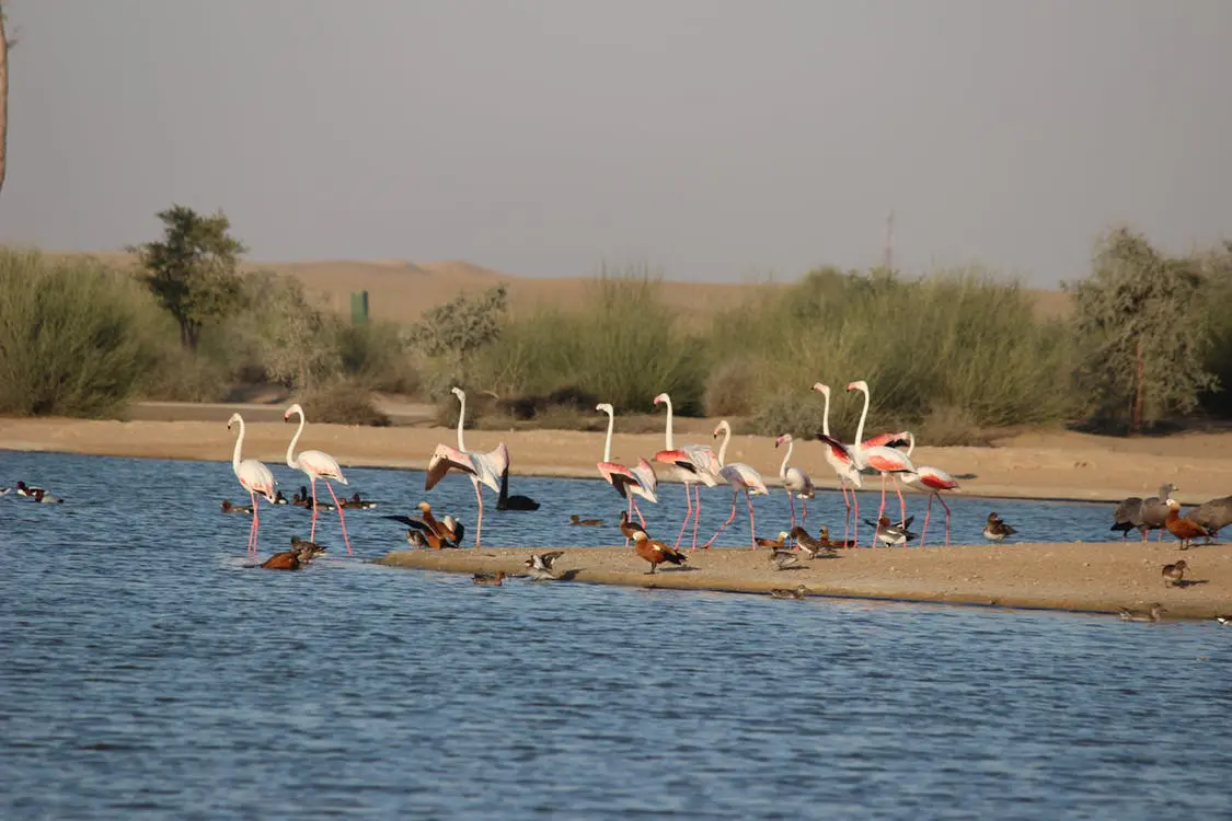 kolayat lake bikaner