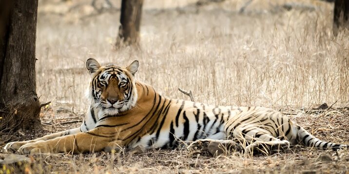 Mukundra Hills tiger reserve kota rajasthan