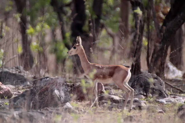 Gajner Wildlife Sanctuary