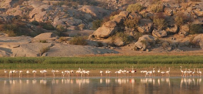 Jawai Bandh Dam