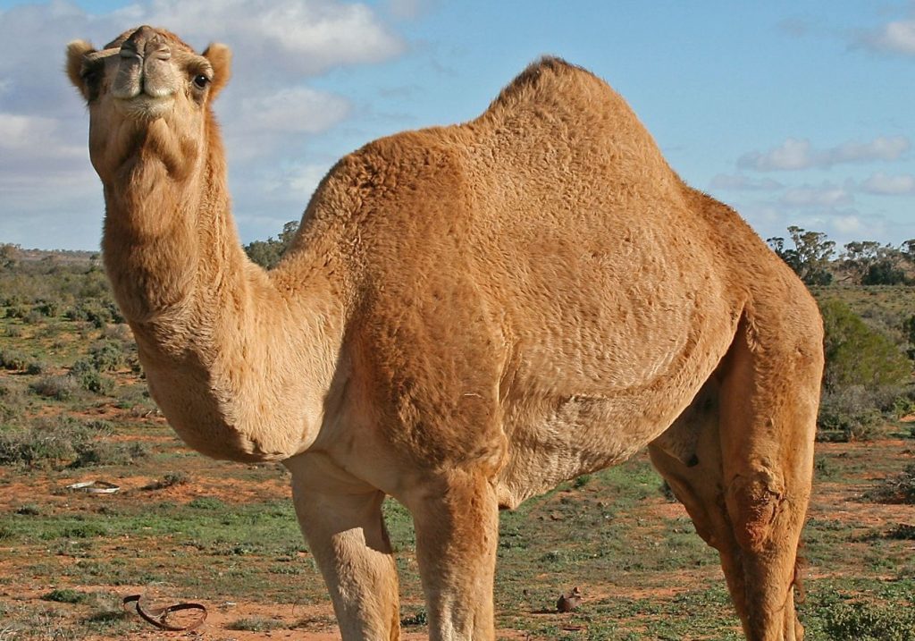 National Camel Research Center Bikaner Rajasthan 2020