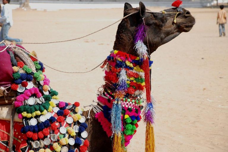 Pushkar Camel Fair Ajmer Rajasthan 2024