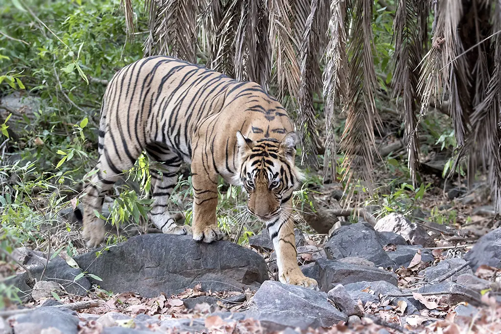 Ranthambore_tiger_reserve