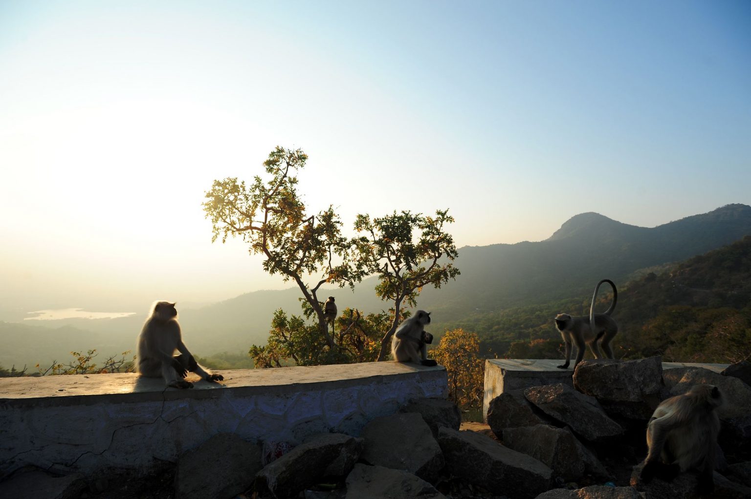 Mount_Abu_Wildlife_Sanctuary