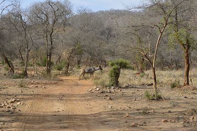 Sariska_national_park_alwa