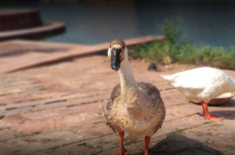 Machkund Dholpur