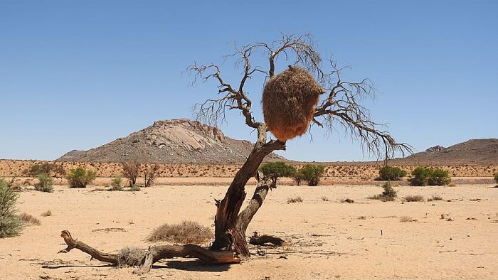 Desert-National-Park-Jaisalmer