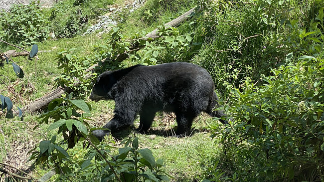 Kumbhalgarh Wildlife Sanctuary