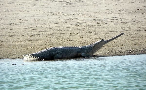 National Chambal Sanctuary