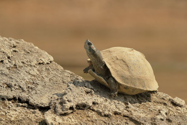 National-Chambal-Sanctuary