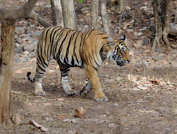 National park in rajasthan