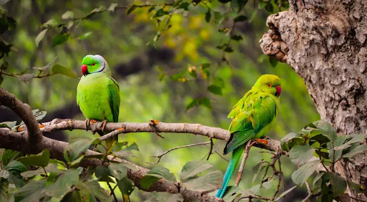 Keoladeo ghanna National Park Bhartpur Bird Sanctury