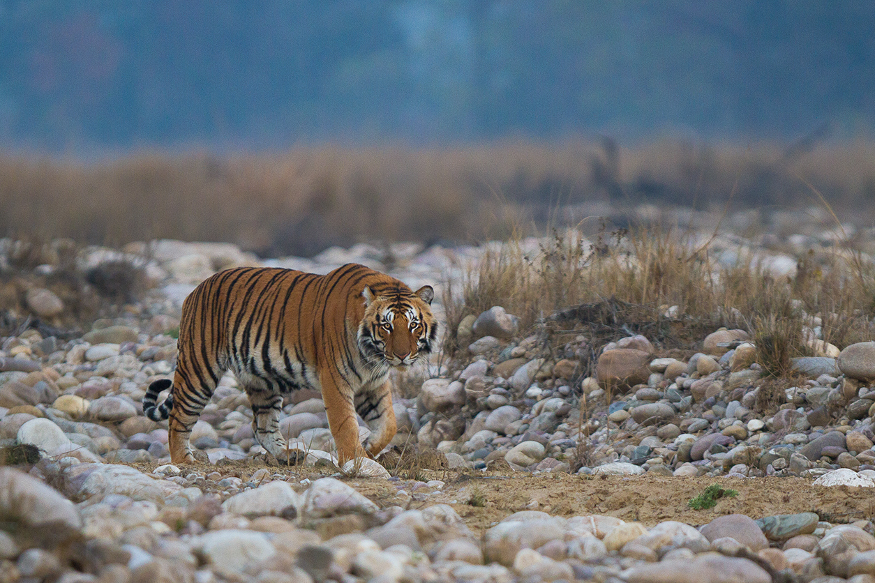 jim corbett national park