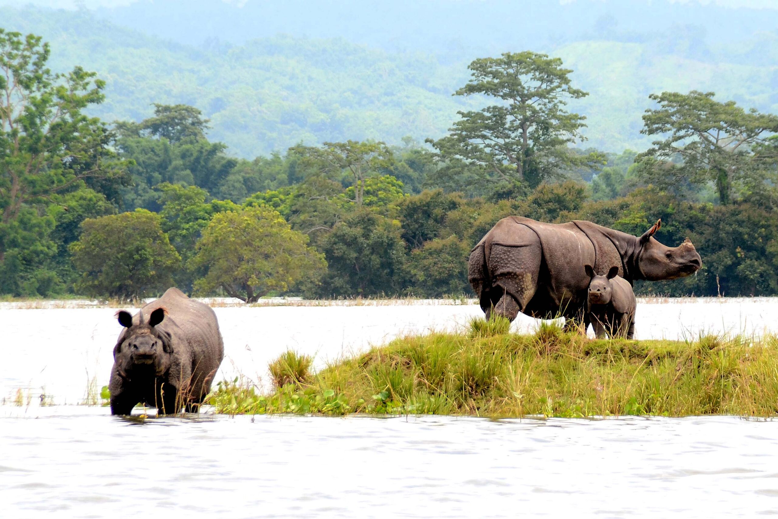 Kaziranga National Park