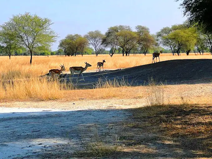 Tal Chhapar Wildlife Sanctuary Churu Rajasthan